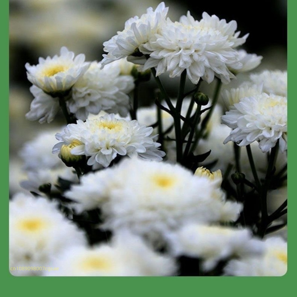 Natürliche getrocknete Blumenm – Candle Making And Perfume Bewertung und Preis
